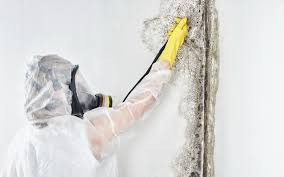 Asbestos and Lead Testing During Mold Inspection in Bloomingdale, IL